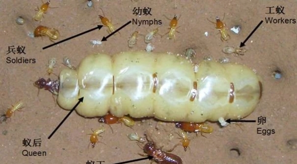 白蚁防治措施—最详细的方案 