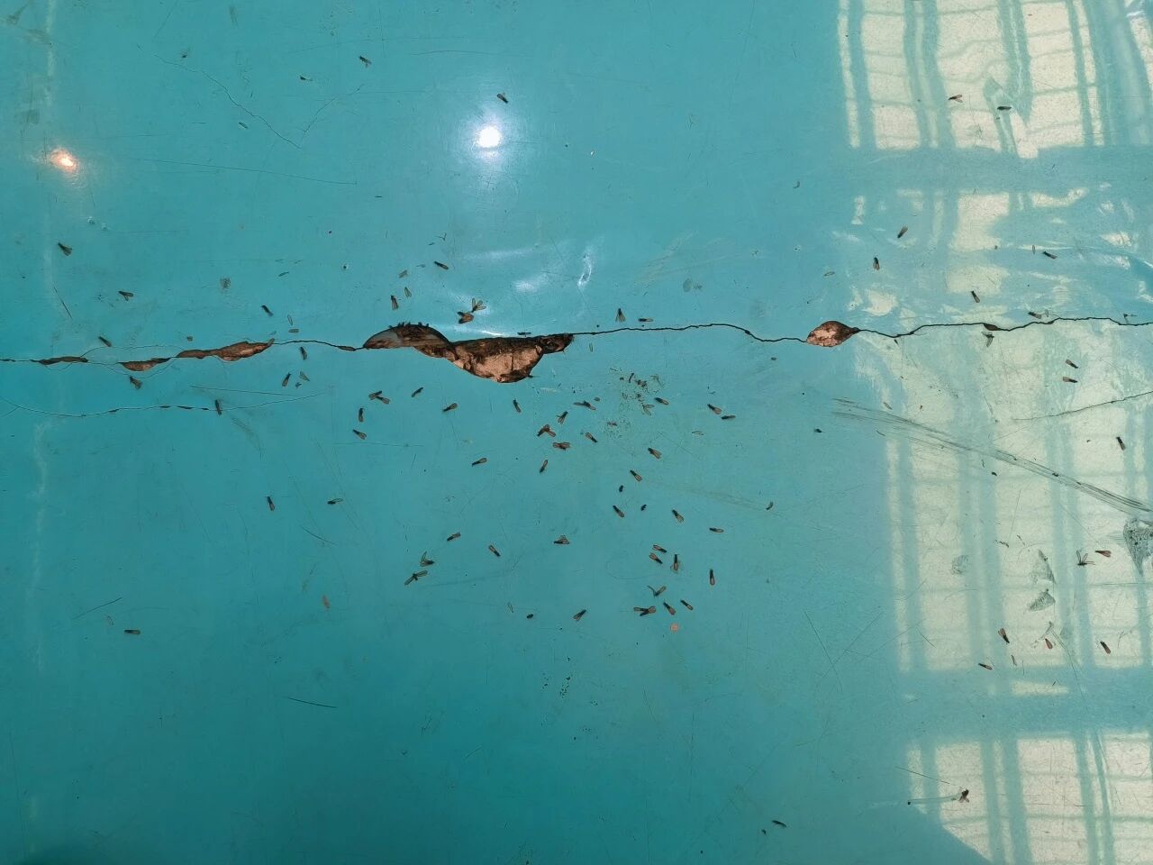 白蚁侵蚀非小患，专业防治化危安