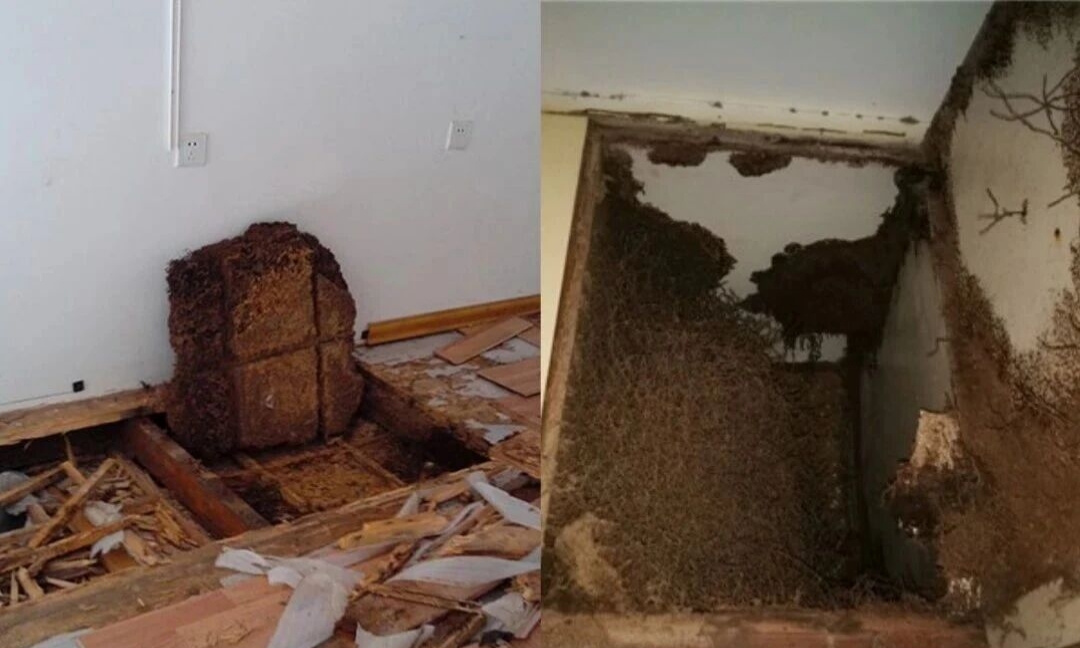 家庭白蚁危害如何发现？